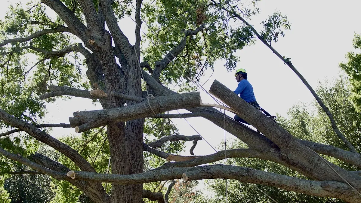 Professional Crown Thinning performed by certified arborists in Ellendale