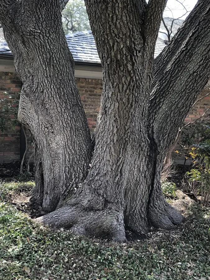 Mature heritage tree close to a Ellendale property cared for by certified arborists