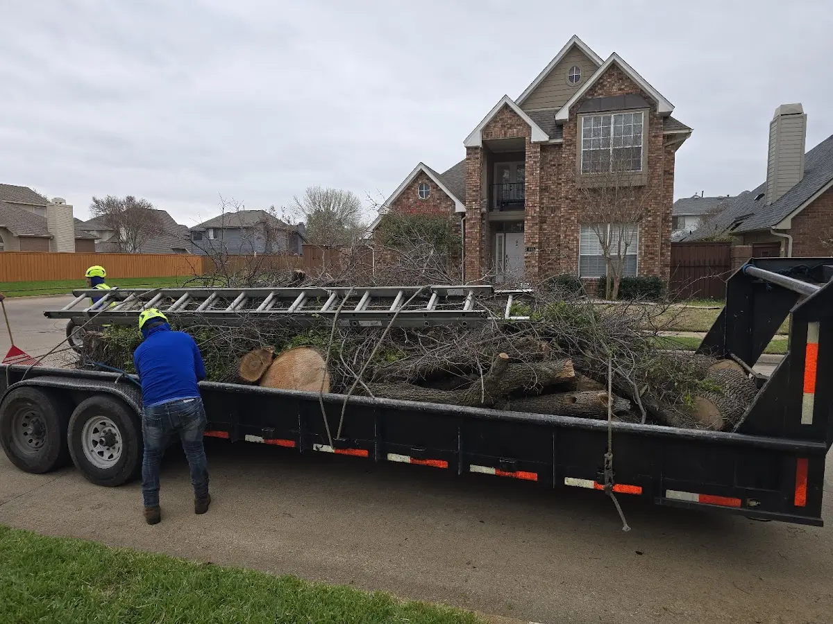 Expert Tree Pest Control with proper safety equipment in Ellendale